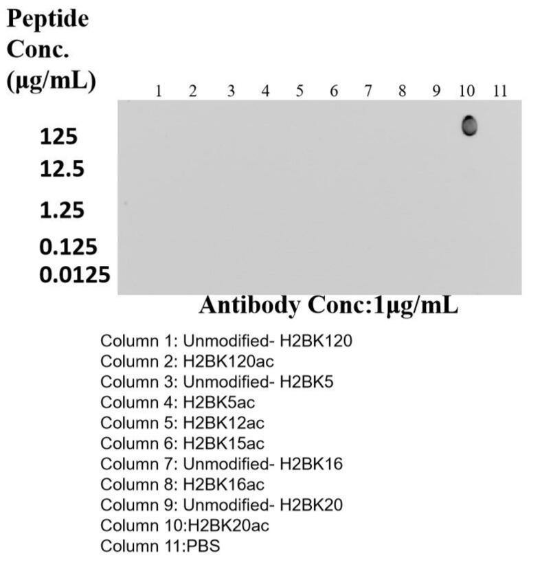 Dot Blot experiment of peptide using 84549-1-RR